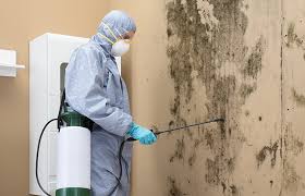 Mold Documentation for Insurance Claims in Plumsteadville, PA